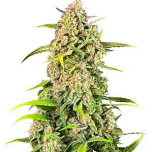 Jealousy Z XL Auto fem (Sweet Seeds) семена конопли