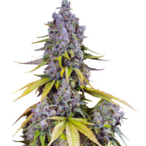 Jet Fuel Mandarine XL Auto fem (Sweet Seeds) семена конопли