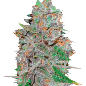 La Diva Auto fem (Delicious Seeds) семена конопли