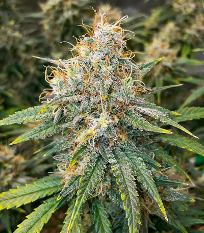 Mint Jelly Auto fem (Humboldt Seed Company) семена конопли — изображение 3