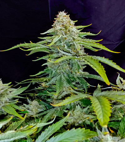 Mint Jelly Auto fem (Humboldt Seed Company) семена конопли — изображение 7