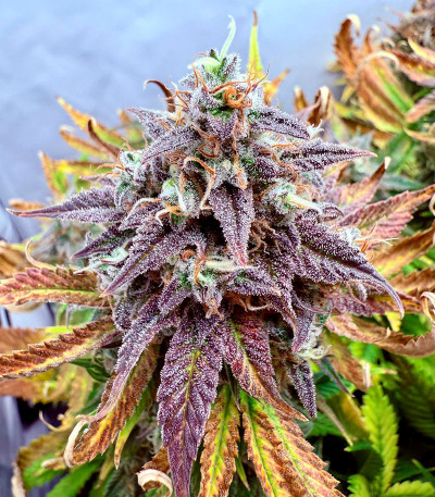 Mint Jelly Auto fem (Humboldt Seed Company) семена конопли — изображение 8