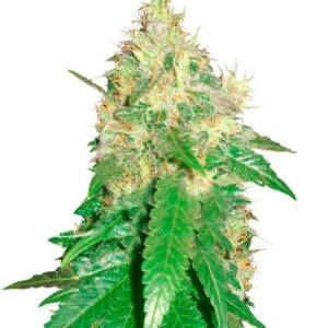 Northern Light Blue fem (Delicious Seeds) семена конопли