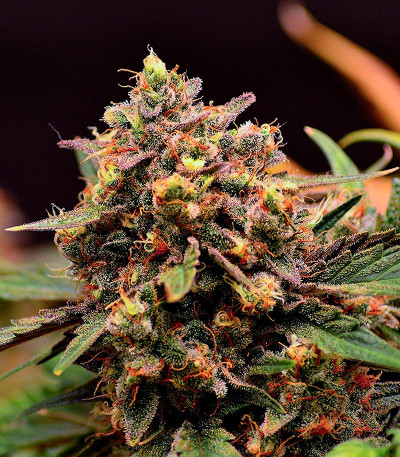 Orange Apricot Glue XL Auto fem (Sweet Seeds) семена конопли — изображение 5