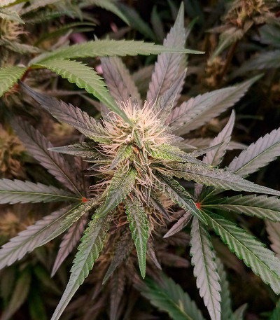 Orange Apricot Glue XL Auto fem (Sweet Seeds) семена конопли — изображение 6