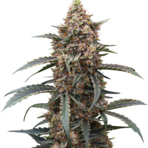 Orange Apricot Glue XL Auto fem (Sweet Seeds) семена конопли