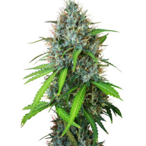 Papaya Zoap Auto fem (Sweet Seeds) семена конопли