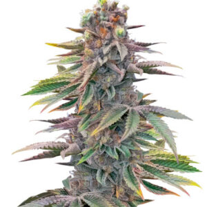 Pink Sunset Auto by Sherbinskis fem (Silent Seeds) семена конопли