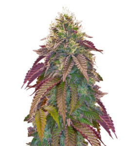 Polar Gelato Auto by Sherbinskis fem (Silent Seeds) семена конопли