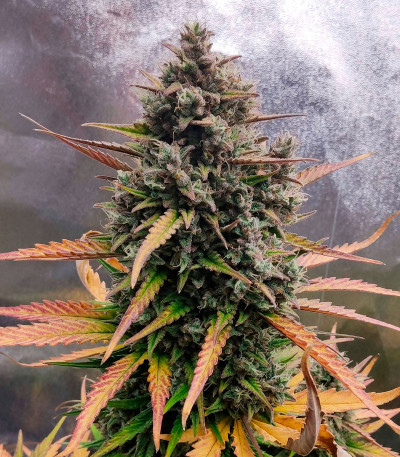 Purple Punch OG XL Auto fem (Sweet Seeds) семена конопли — изображение 4