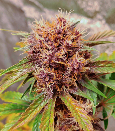 Purple Punch OG XL Auto fem (Sweet Seeds) семена конопли — изображение 6