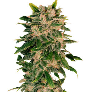 Sweet Zenzation XL Auto fem (Sweet Seeds) семена конопли