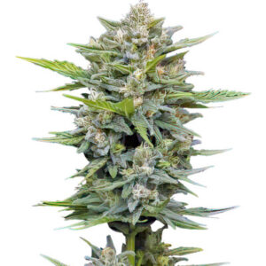 Vanilla Latte Auto fem (Humboldt Seed Company) семена конопли