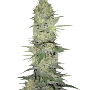 White Widow Automatic fem (Nirvana Seeds) семена конопли