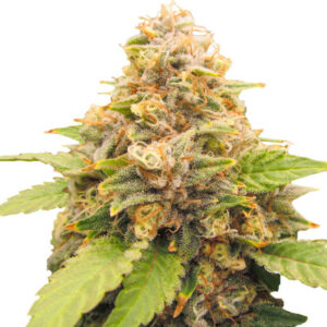 Lord Kush Early Version fem (Delicious Seeds) семена конопли
