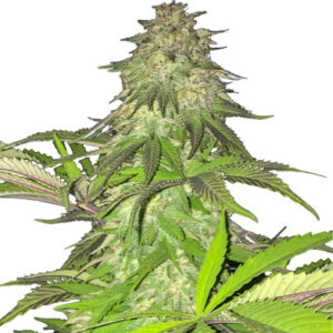 Lord Kush fem (Delicious Seeds) семена конопли