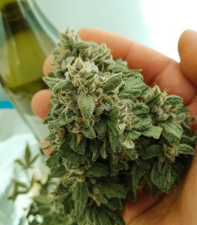 Auto Kryptonite fem (Pyramid Seeds) семена конопли — изображение 5