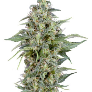 Auto Kryptonite fem (Pyramid Seeds) семена конопли
