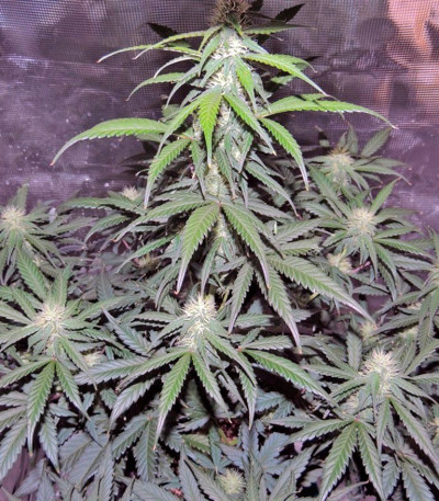 Auto Kryptonite fem (Pyramid Seeds) семена конопли — изображение 4