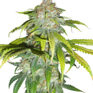 Blueberry Hill fem (Herbies Seeds) семена конопли