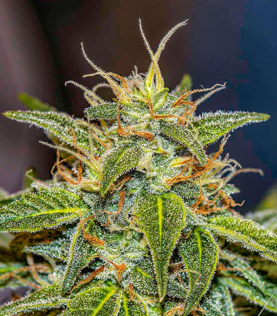 Choco Thai Auto fem (Herbies Seeds) семена конопли — изображение 3