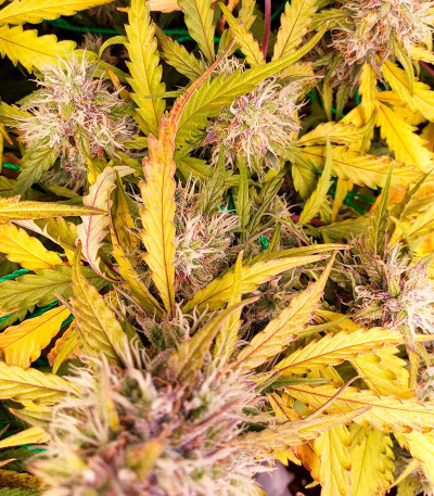 Choco Thai Auto fem (Herbies Seeds) семена конопли — изображение 4