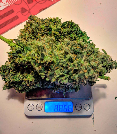 Choco Thai Auto fem (Herbies Seeds) семена конопли — изображение 5