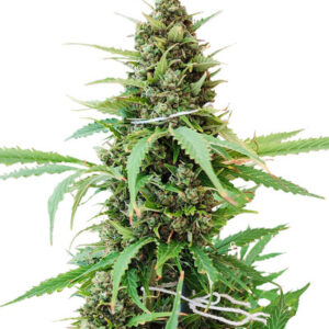 Glue Gelato Auto fem (Barney's Farm) семена конопли