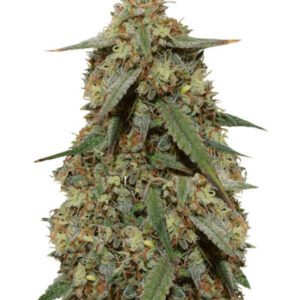 Cookies Auto (Girl Scout Cookies auto) fem (FastBuds) семена конопли