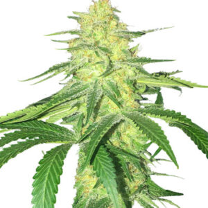 Godzilla Original Glue GG#4 (Godzilla Glue #4) fem (Herbies Seeds) семена конопли