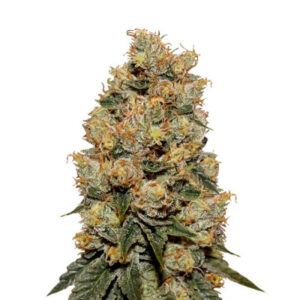 HulkBerry fem (RQS) семена конопли