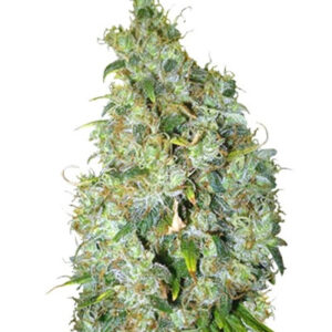 Northern Light X Skunk fem (World of Seeds) семена конопли