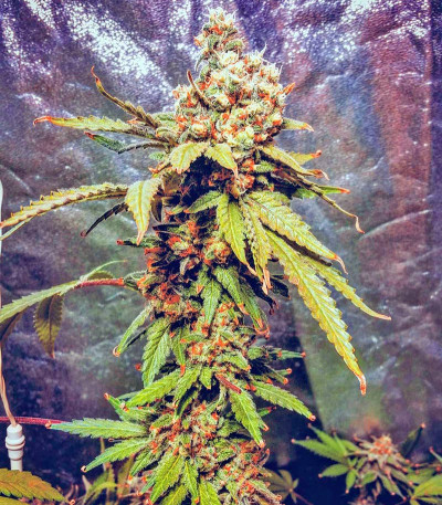 Pakistan Valley fem (World of Seeds) семена конопли — изображение 4