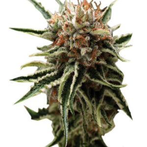 Auto Shark fem (Pyramid Seeds) семена конопли