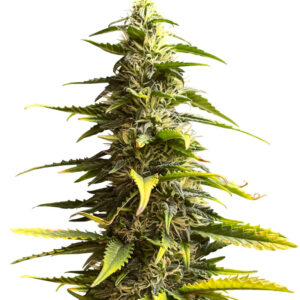 Sour Diesel Auto fem (Herbies Seeds) семена конопли