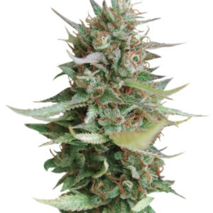 Strawberry Blue fem (World of Seeds) семена конопли