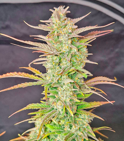 Z-Up Auto fem (FastBuds) семена конопли — изображение 3