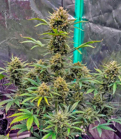 Z-Up Auto fem (FastBuds) семена конопли — изображение 4