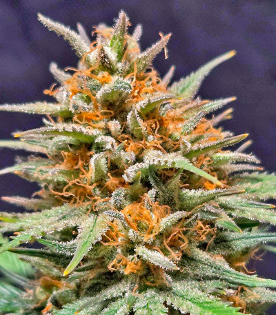 Z-Up Auto fem (FastBuds) семена конопли — изображение 6