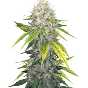 Za-Za OG fem (Herbies Seeds) семена конопли