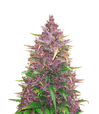 Beginner Auto Mix Pack fem (Herbies Seeds) семена конопли — изображение 4