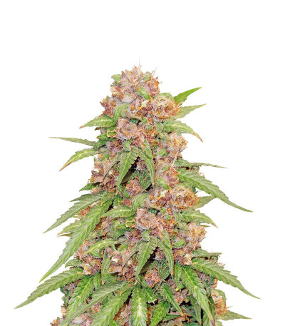 Beginner Auto Mix Pack fem (Herbies Seeds) семена конопли — изображение 5