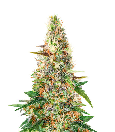 Beginner Auto Mix Pack fem (Herbies Seeds) семена конопли — изображение 6