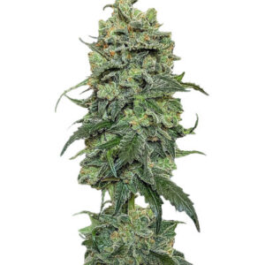 Cookies Gelato fem (RQS) семена конопли