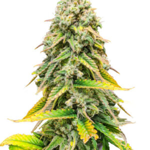 Fat Banana fem (RQS) семена конопли