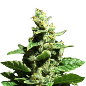 Green-O-Matic Auto fem (GHS) семена конопли