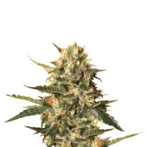 Mother Gorilla (Royal Madre) fem (RQS) семена конопли