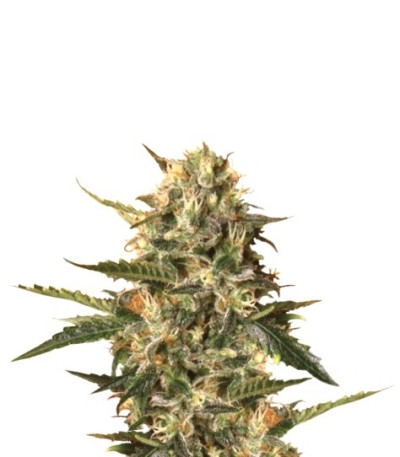 Mother Gorilla (Royal Madre) fem (RQS) семена конопли