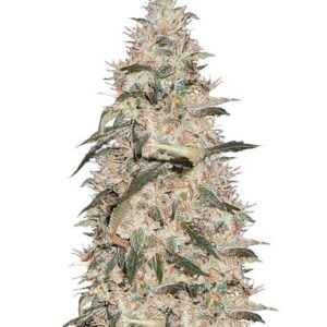 Sonic Bloom Auto fem (Dr. Krippling Seeds) семена конопли