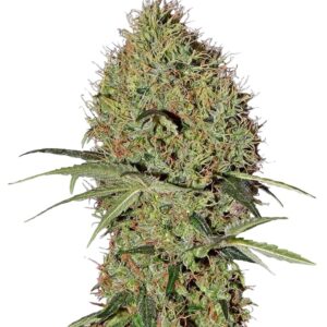 Super Bud Auto fem (GHS) семена конопли